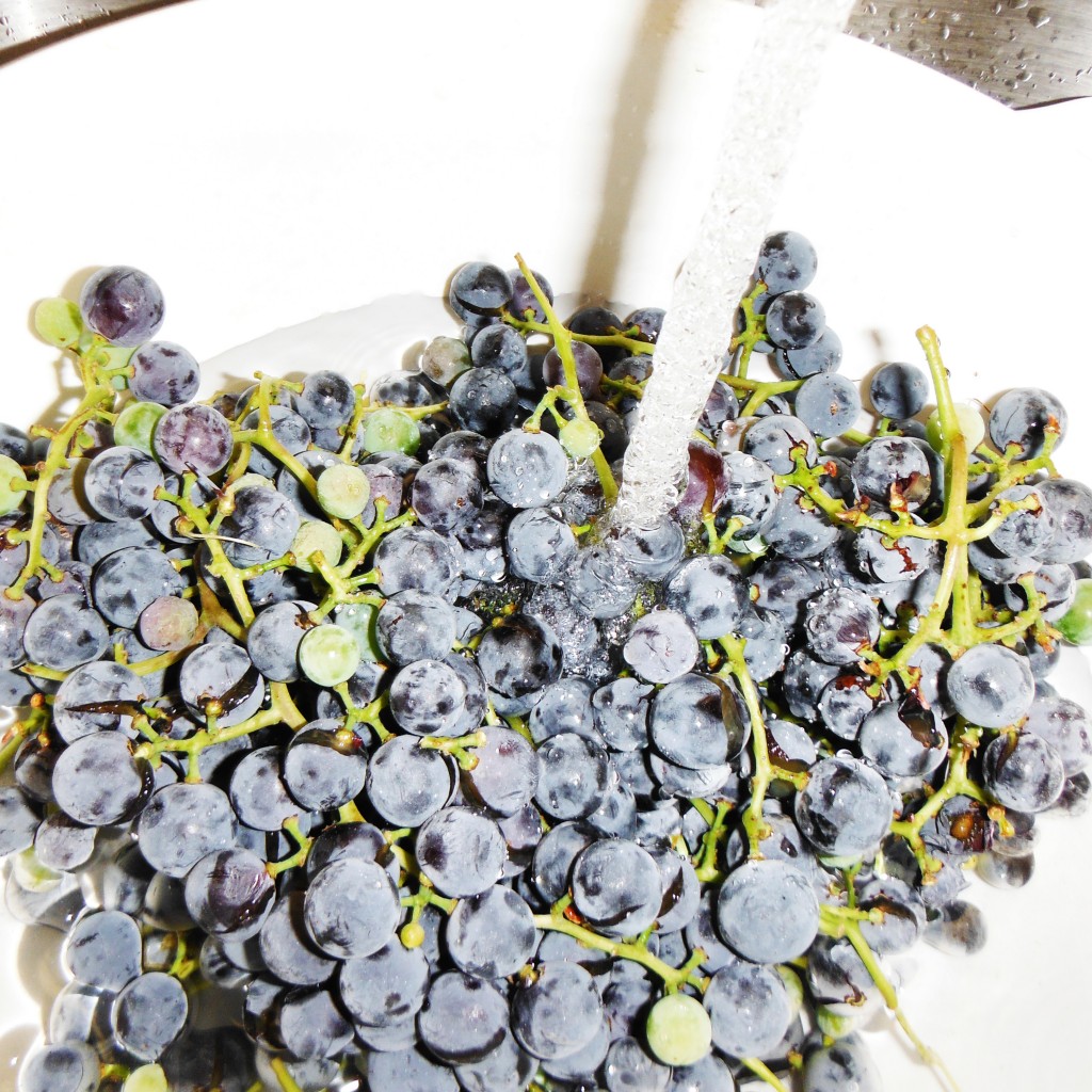 Can Grape Juice Turn Into Alcohol at Shaun Warnke blog